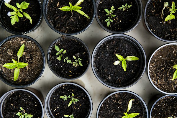 Rooftop garden winter tips